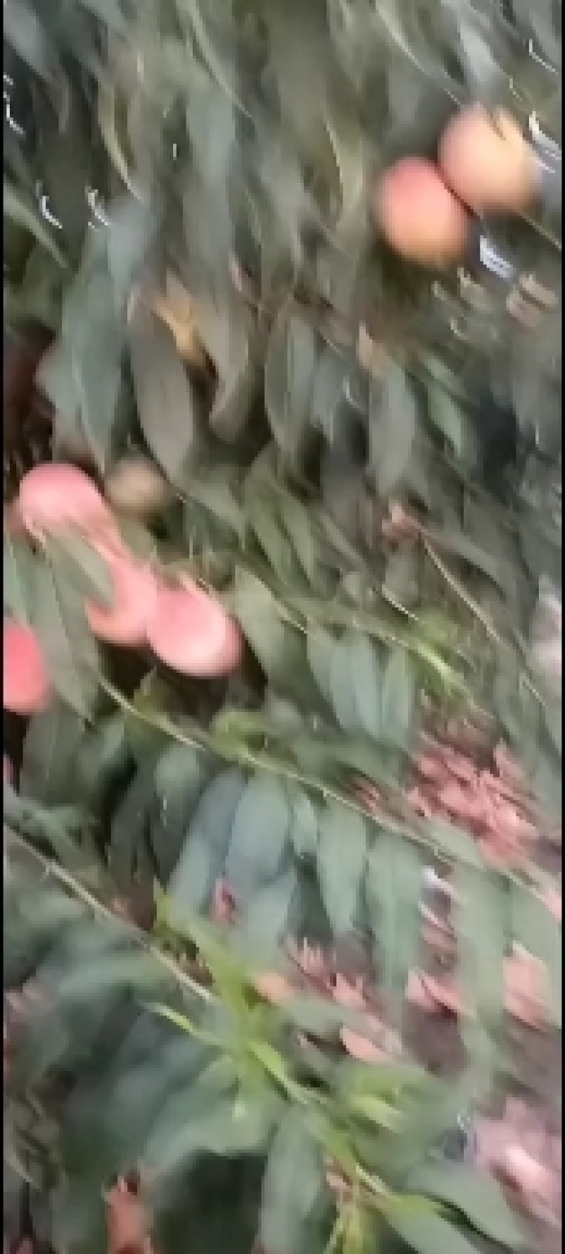 千亩桃园基地永连蜜桃大量上市中有需要联系我