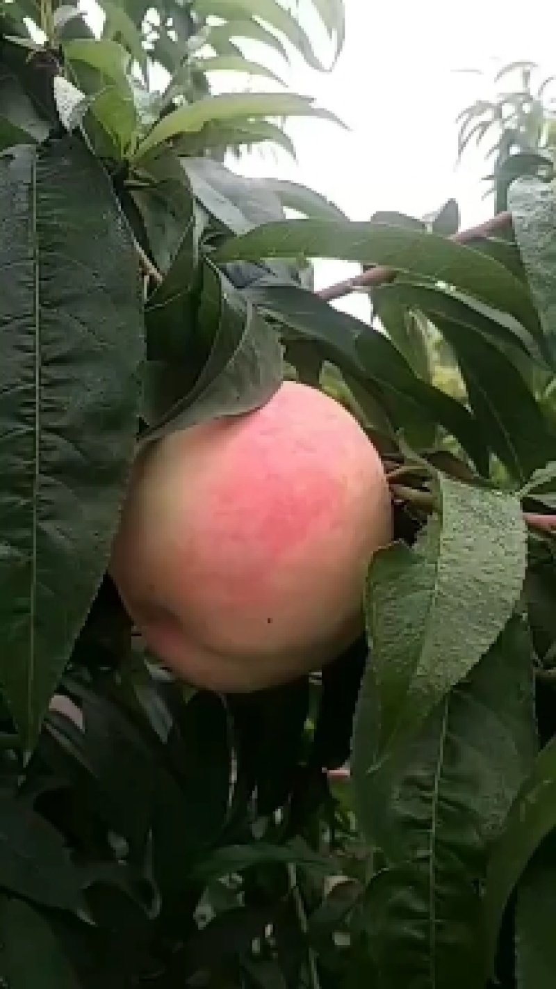 千亩桃园基地永连蜜桃大量上市中有需要联系我