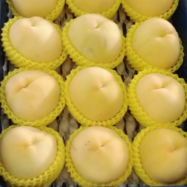 黄金蜜8一8