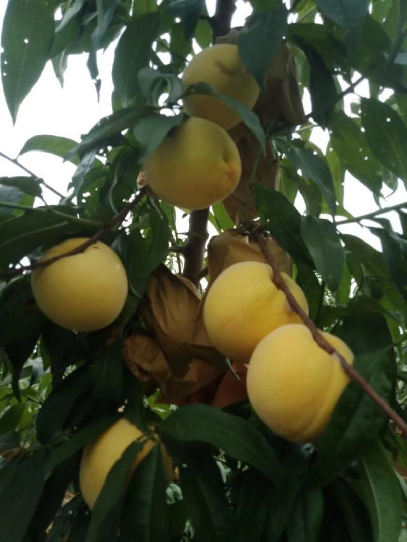 黄金蜜8一8