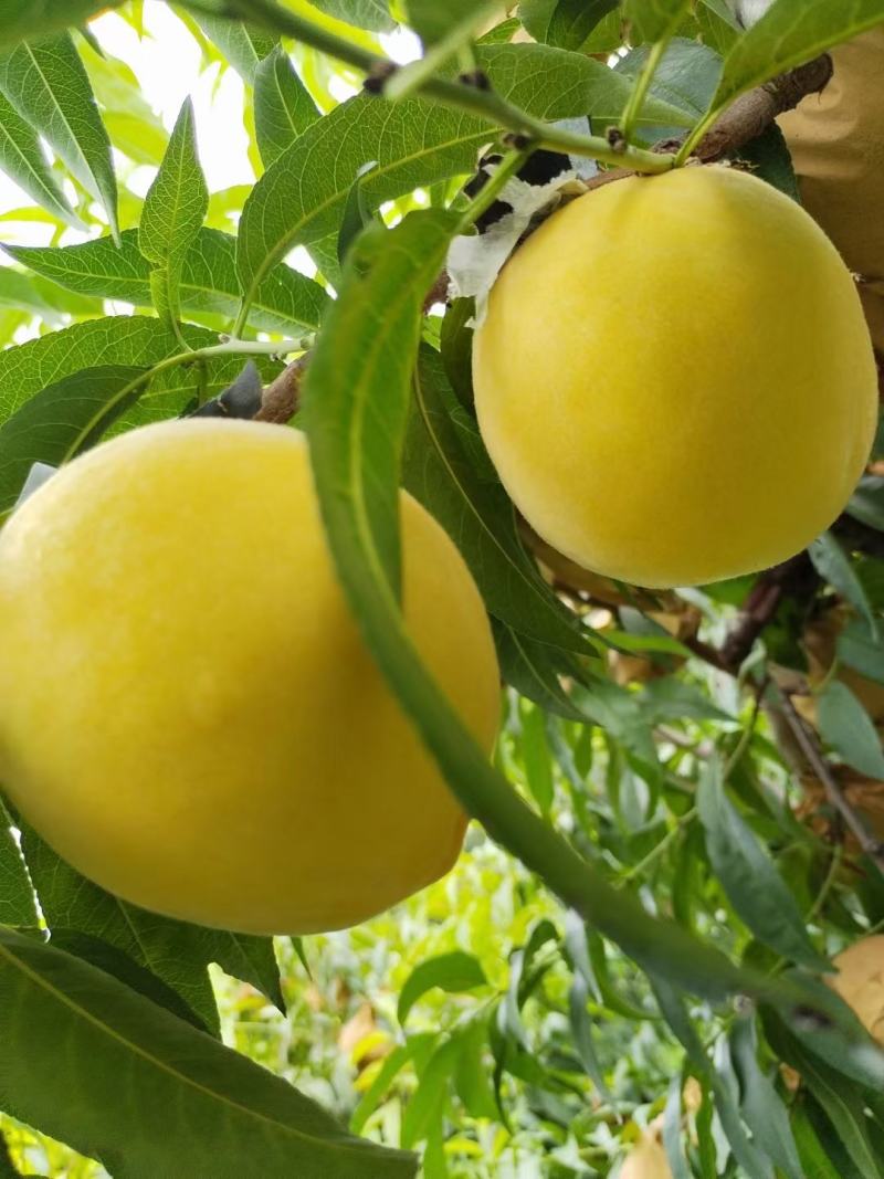 黄金蜜8一8