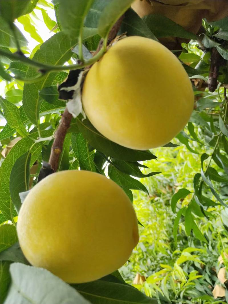 黄金蜜8一8