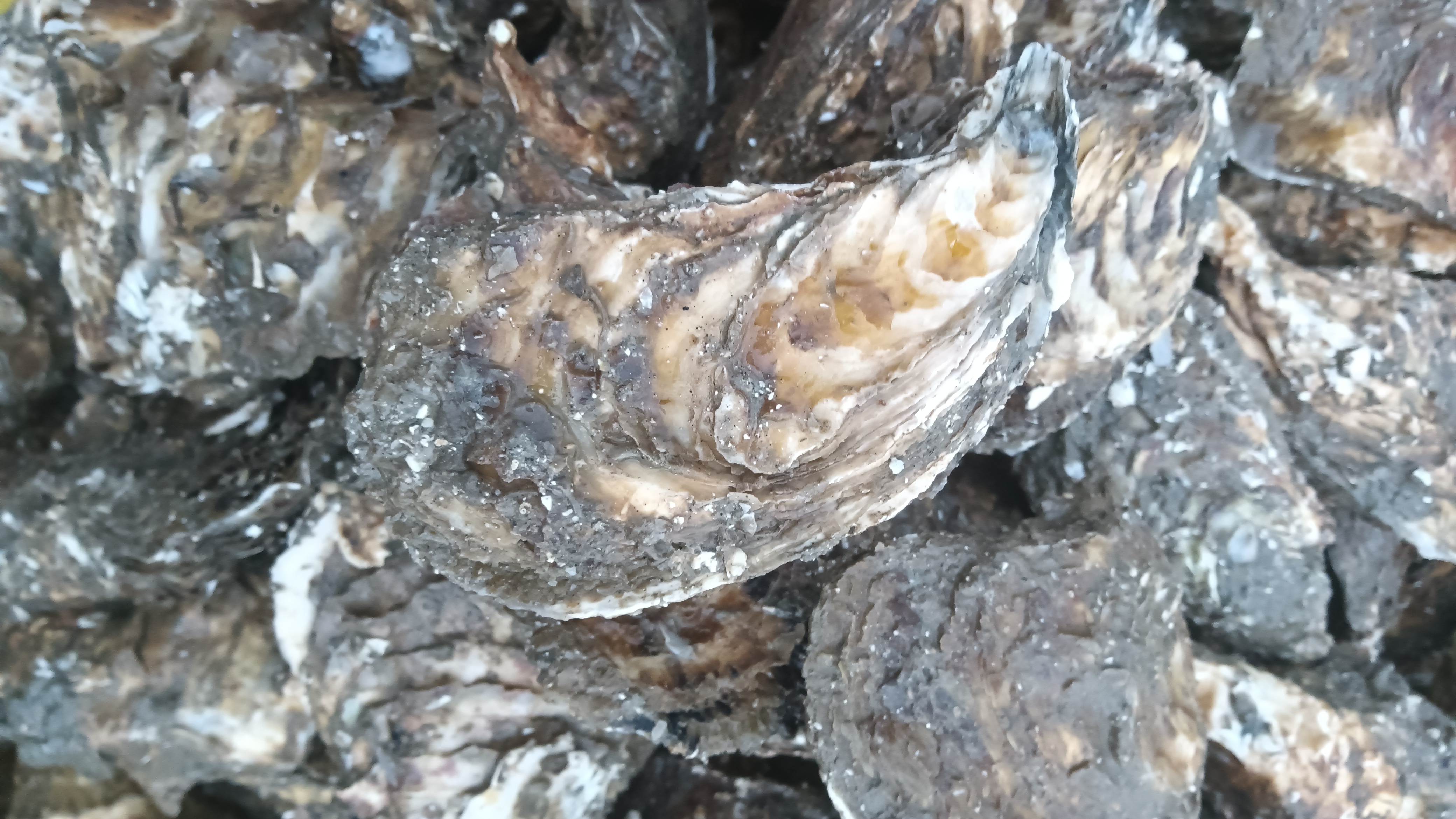 生蚝荔枝营养成分对比雷达图