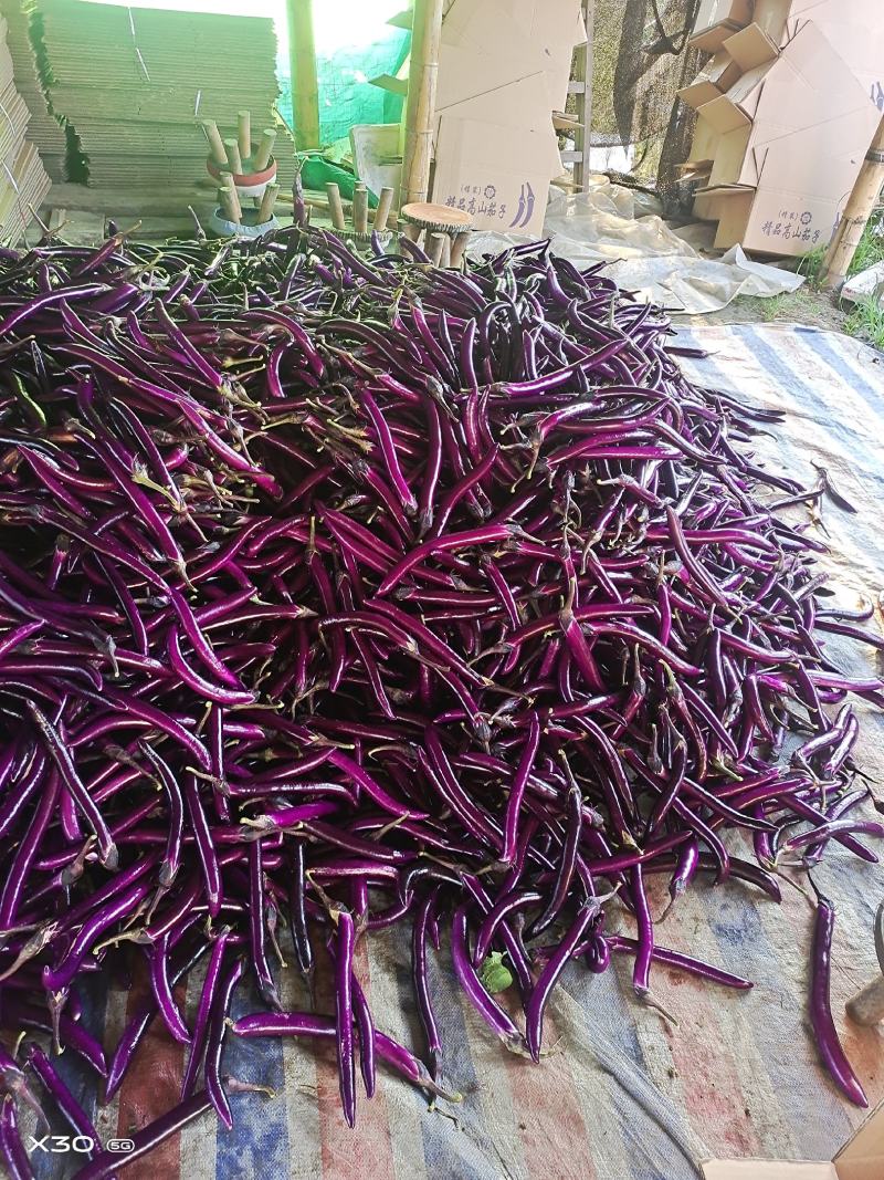 高山生长的茄子，茄子线茄场地直供，大量出货，价格美丽