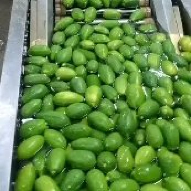 香水柠檬