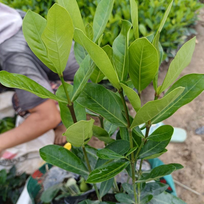 优质宫粉龙船花，粉花龙船花。自己基地现货供应