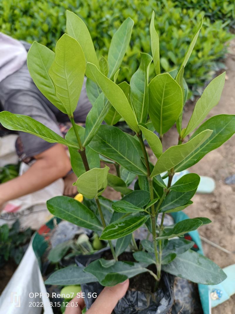 优质宫粉龙船花，粉花龙船花。自己基地现货供应