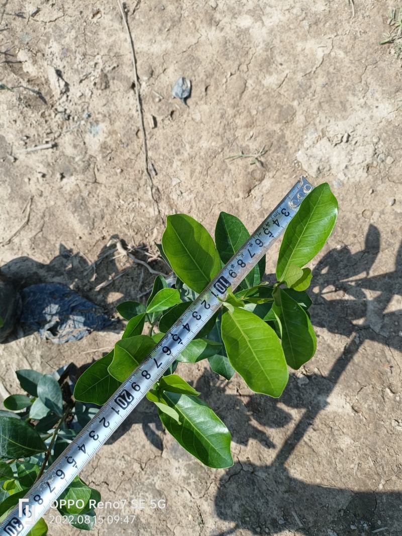 优质宫粉龙船花，粉花龙船花。自己基地现货供应