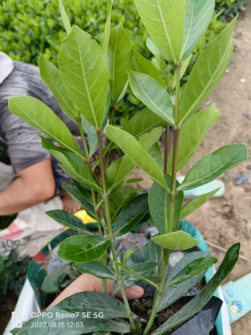 优质宫粉龙船花，粉花龙船花。自己基地现货供应