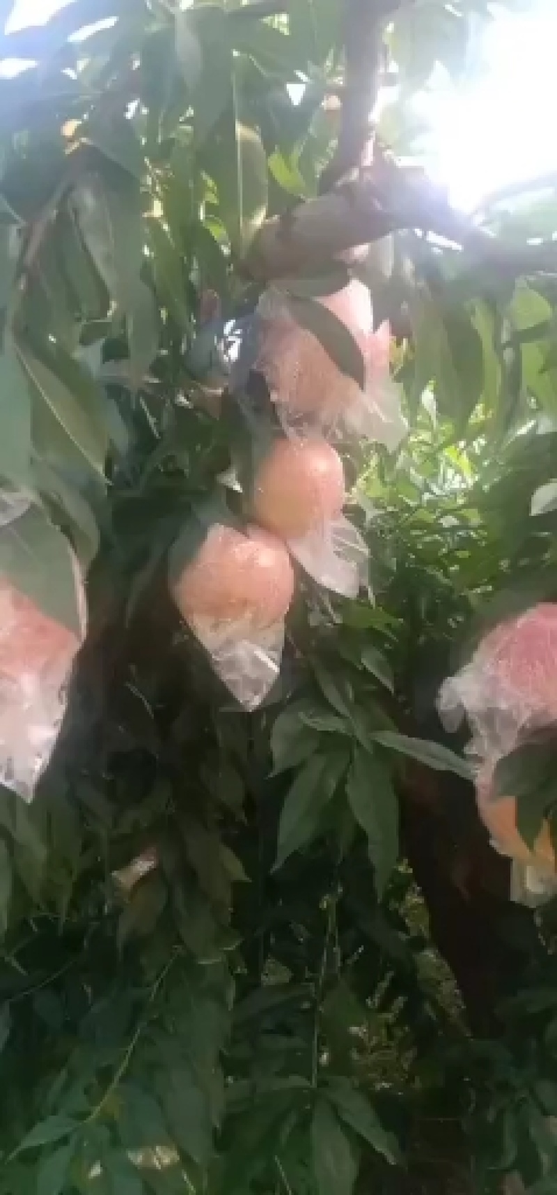 大量买秦王桃子