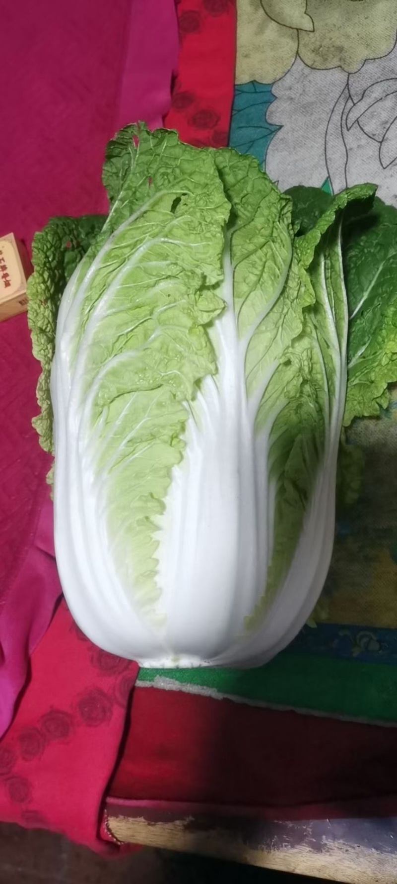 热销🔥邯郸本地精品大白菜大量上市货源充足支持视频