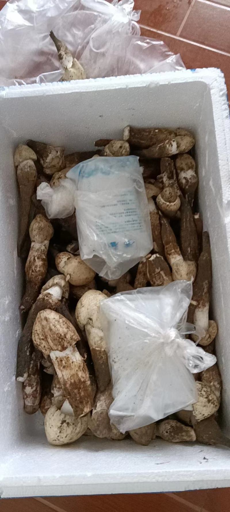 新鲜鸡枞菌营养丰富大量现货全国发货价格优惠