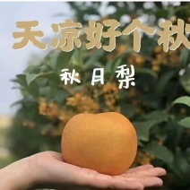 梨中皇者秋月梨大量上市供应中，商超社团代收代发