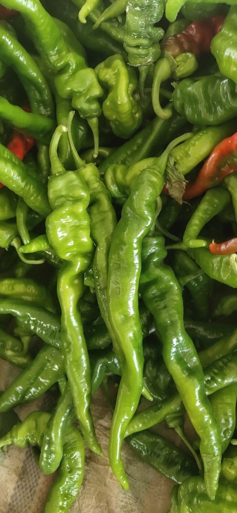 高原夏菜，陇椒，青椒，质量高。红陇椒，红青椒。