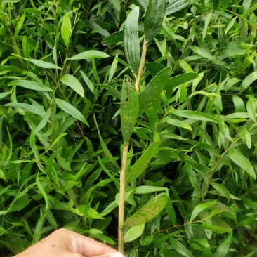 大叶相思苗