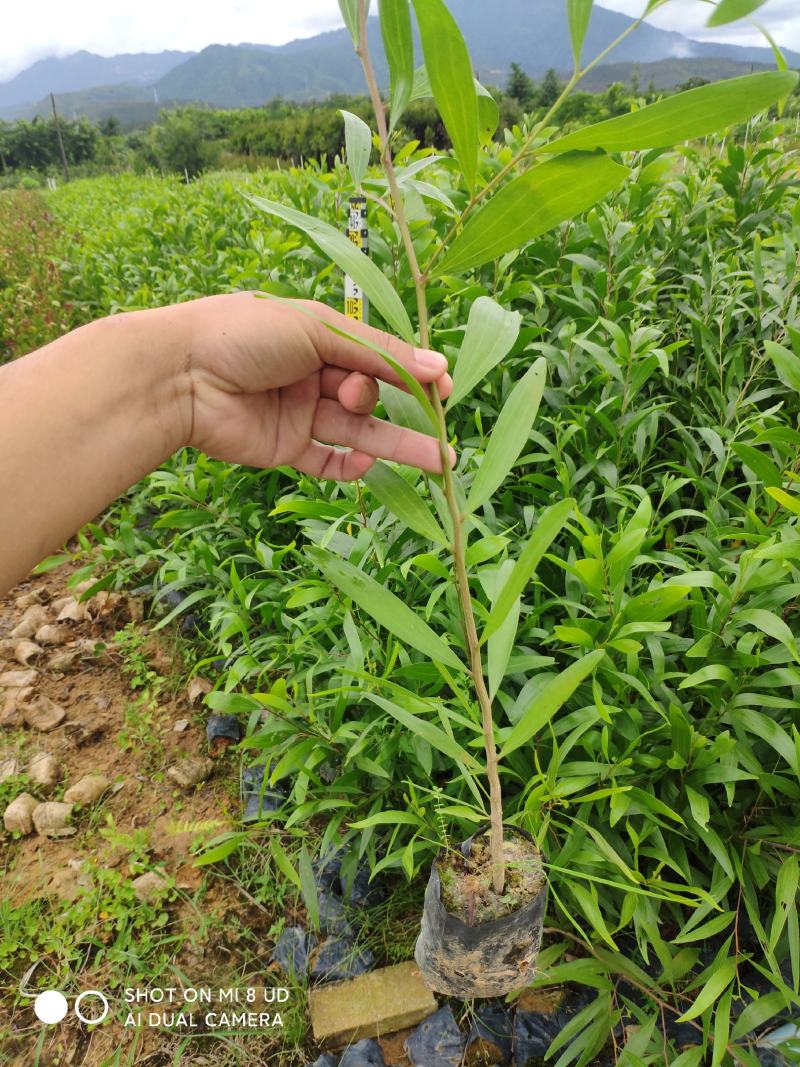 大叶相思苗