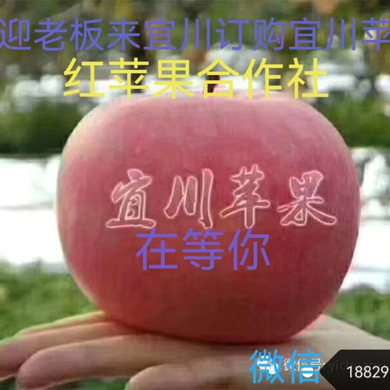 2022年8月16号嘎啦苹果