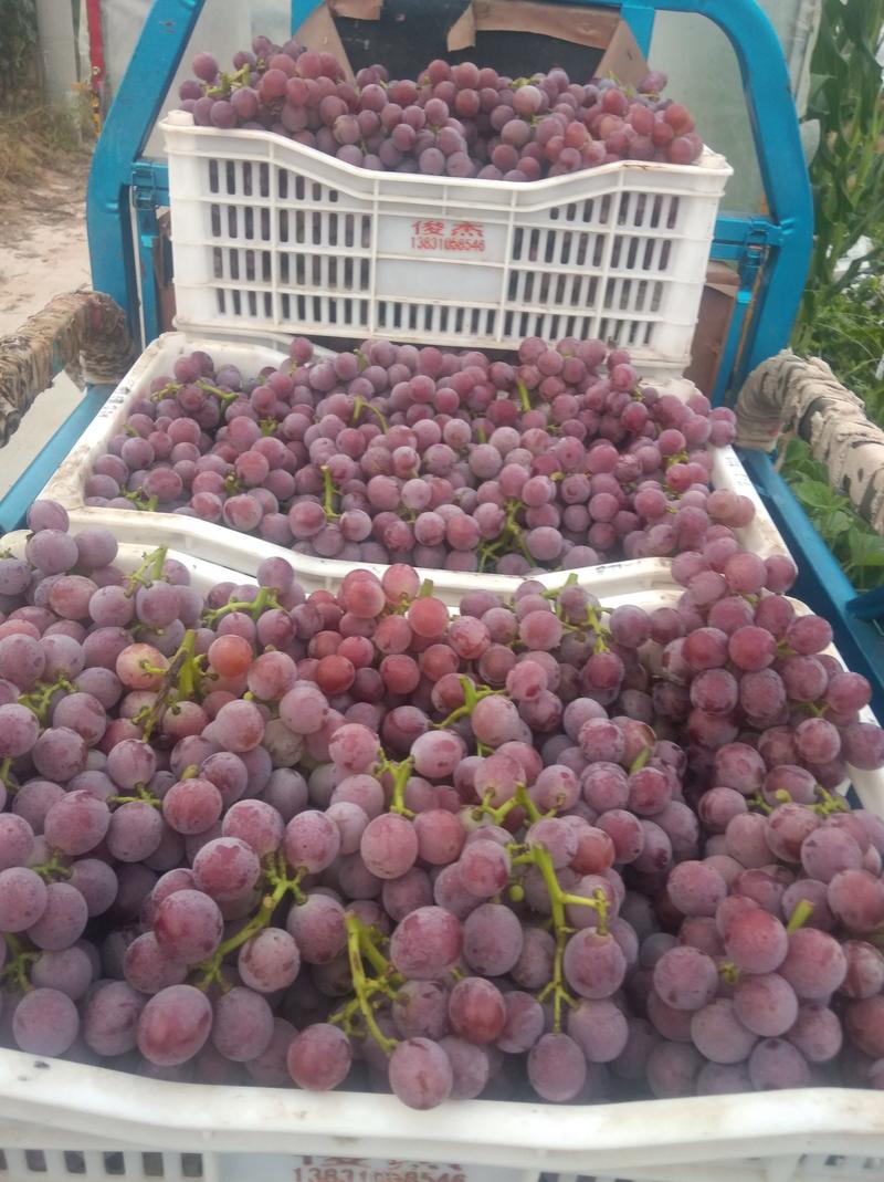 河北精品巨峰葡萄大量上市了，大串大粒全红一级葡萄大量供应