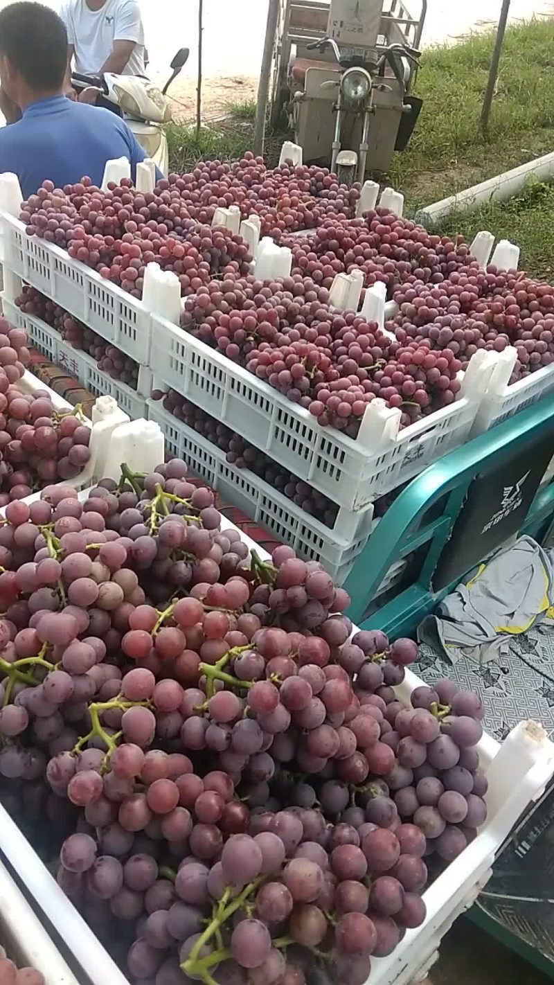河北精品巨峰葡萄大量上市了，大串大粒全红一级葡萄大量供应