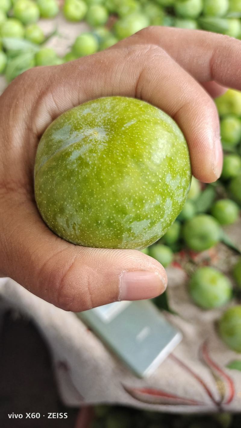 茂县清脆李