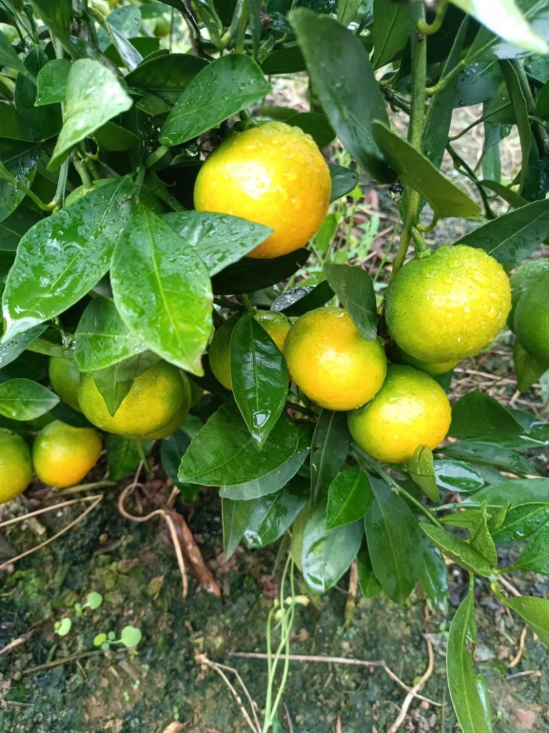 云南早熟蜜橘