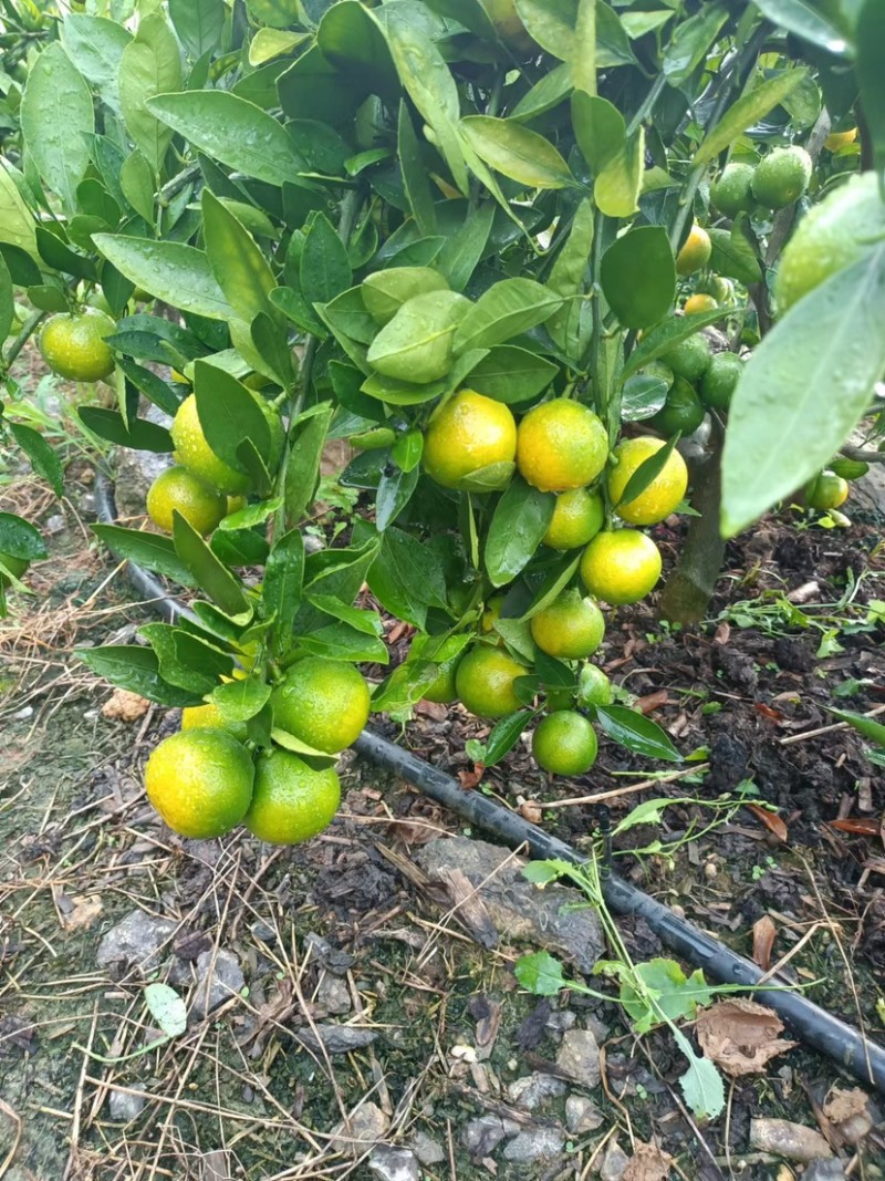 云南早熟蜜橘