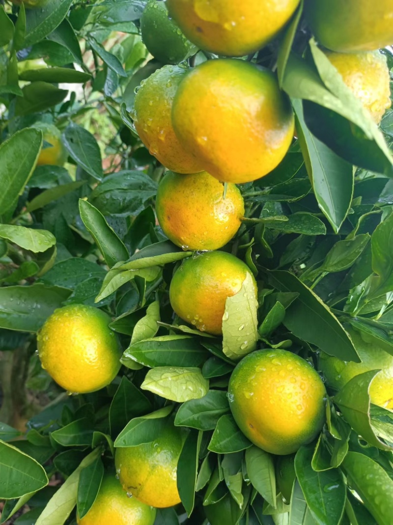 云南早熟蜜橘