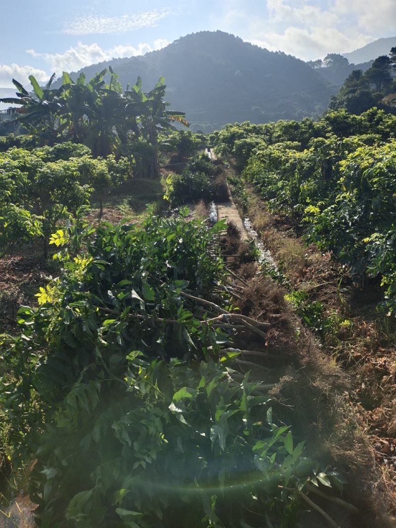 黑黄皮（黑金刚）地苗产地直销，现在大量有货，