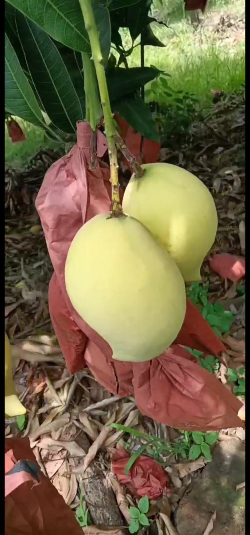 在华坪附近的老板请联系，有八千到一万斤鹰嘴出售鹰嘴