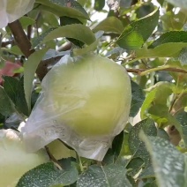 大量纸袋。膜袋金帅苹果上市了