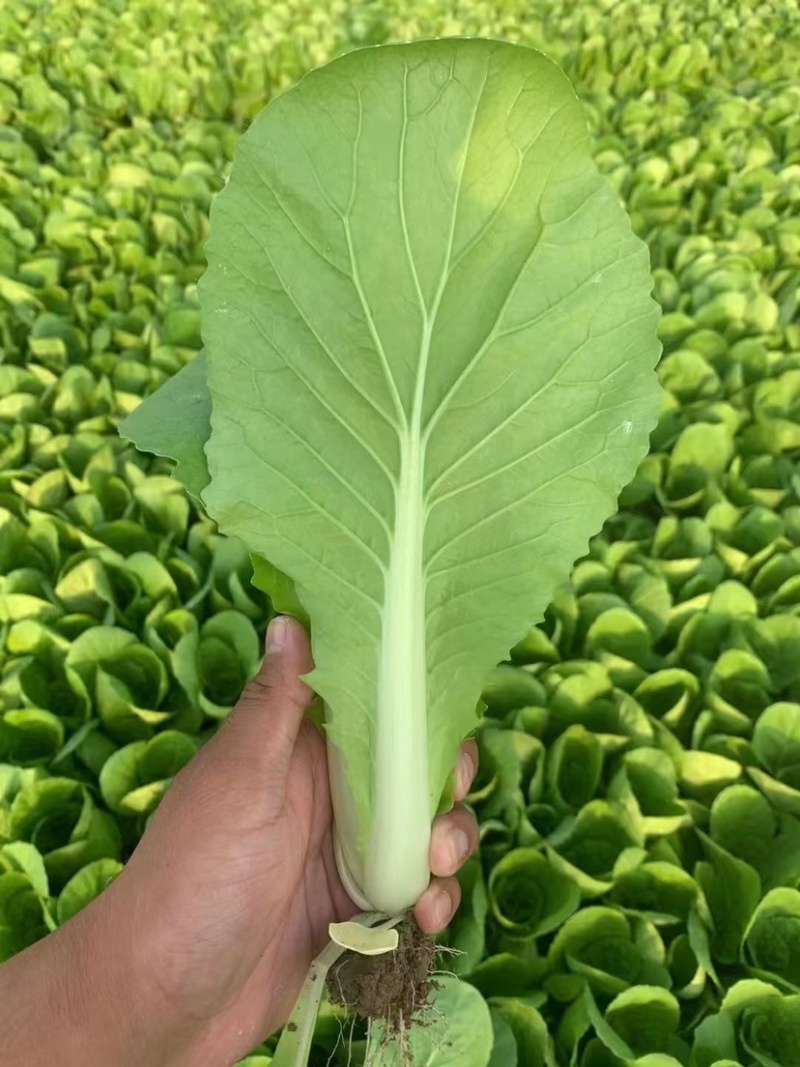 上海青小白菜，精品大中小颗，价格可议