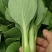 上海青小白菜，精品大中小颗，价格可议