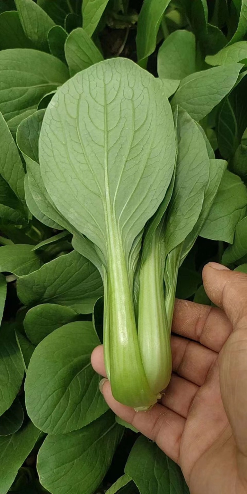 上海青小白菜，精品大中小颗，价格可议