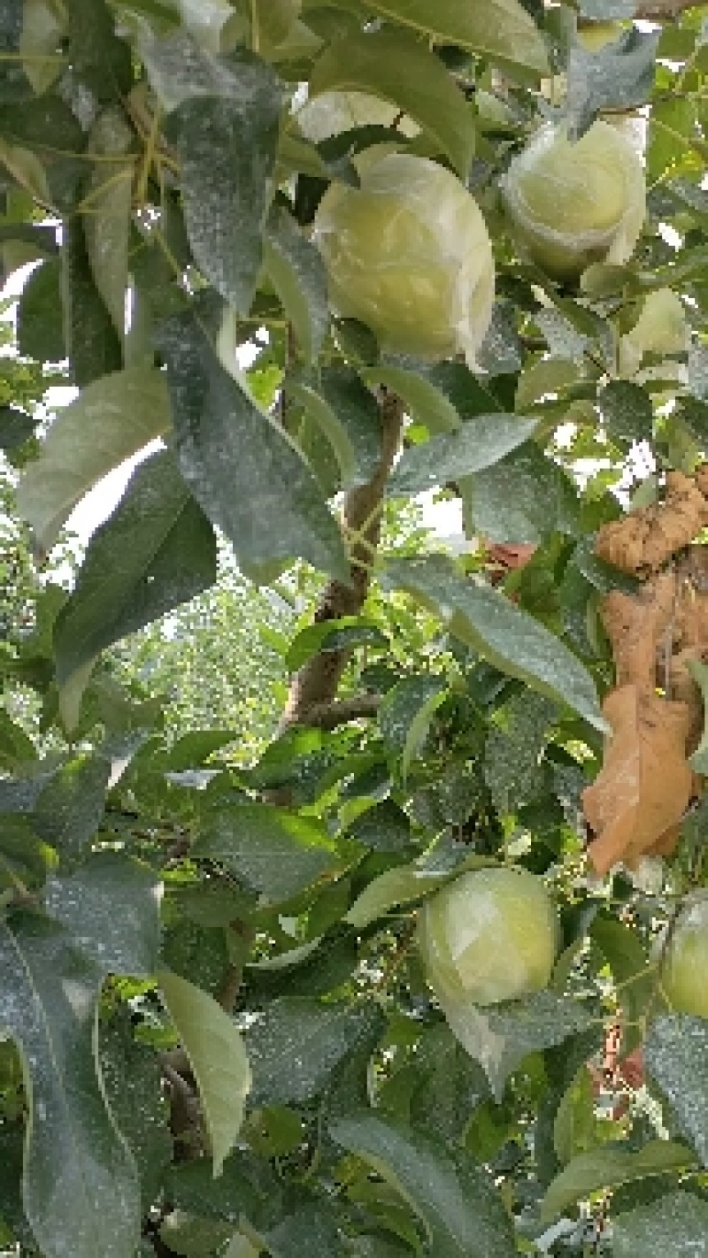 大量纸袋。膜袋金帅苹果上市了