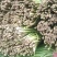 韭菜花