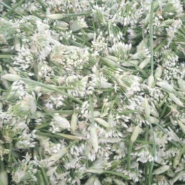 韭菜花