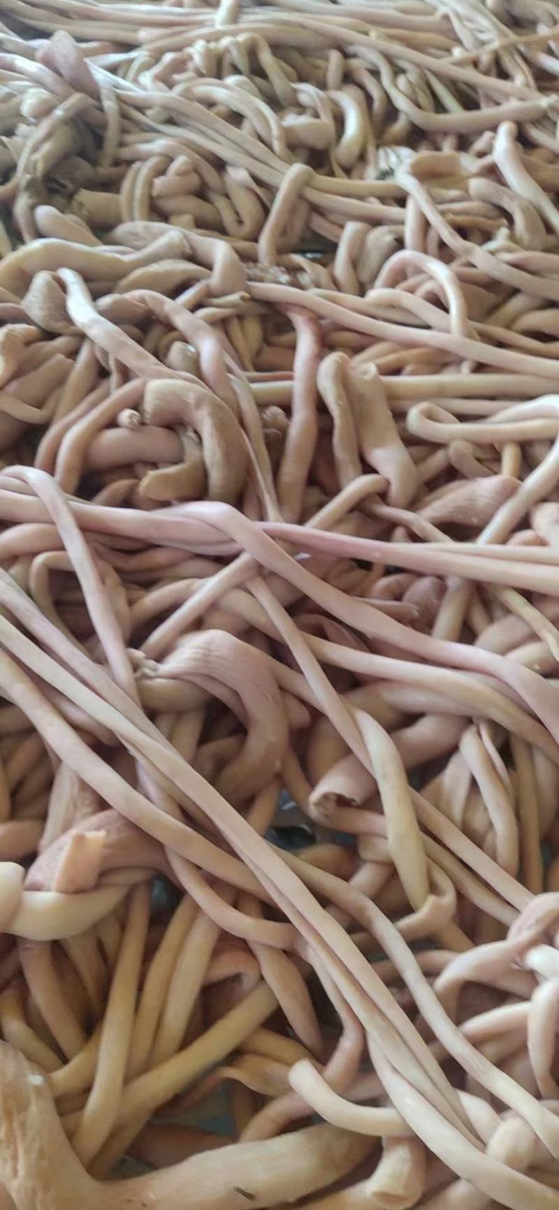 全熟羊肠，白，细，干净，十成熟。每天加工大量现货。