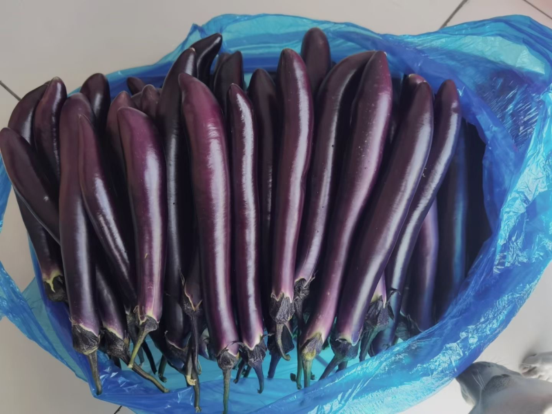 【精品】当天现摘，皮薄肉白，基地直发，大供应