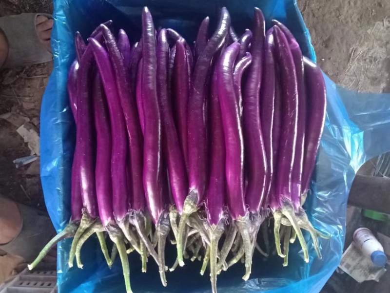 【精品】当天现摘，皮薄肉白，基地直发，大供应