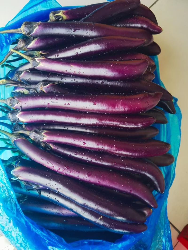 【精品】当天现摘，皮薄肉白，基地直发，大供应