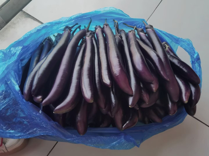 【精品】当天现摘，皮薄肉白，基地直发，大供应