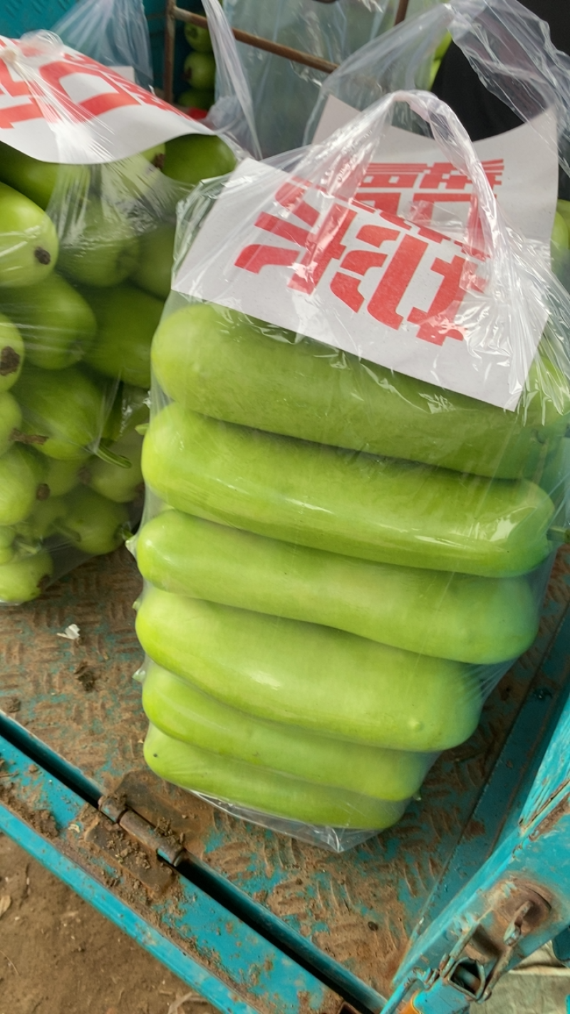 瓠瓜上市中产地一手货源质量无忧，欢迎进店采购
