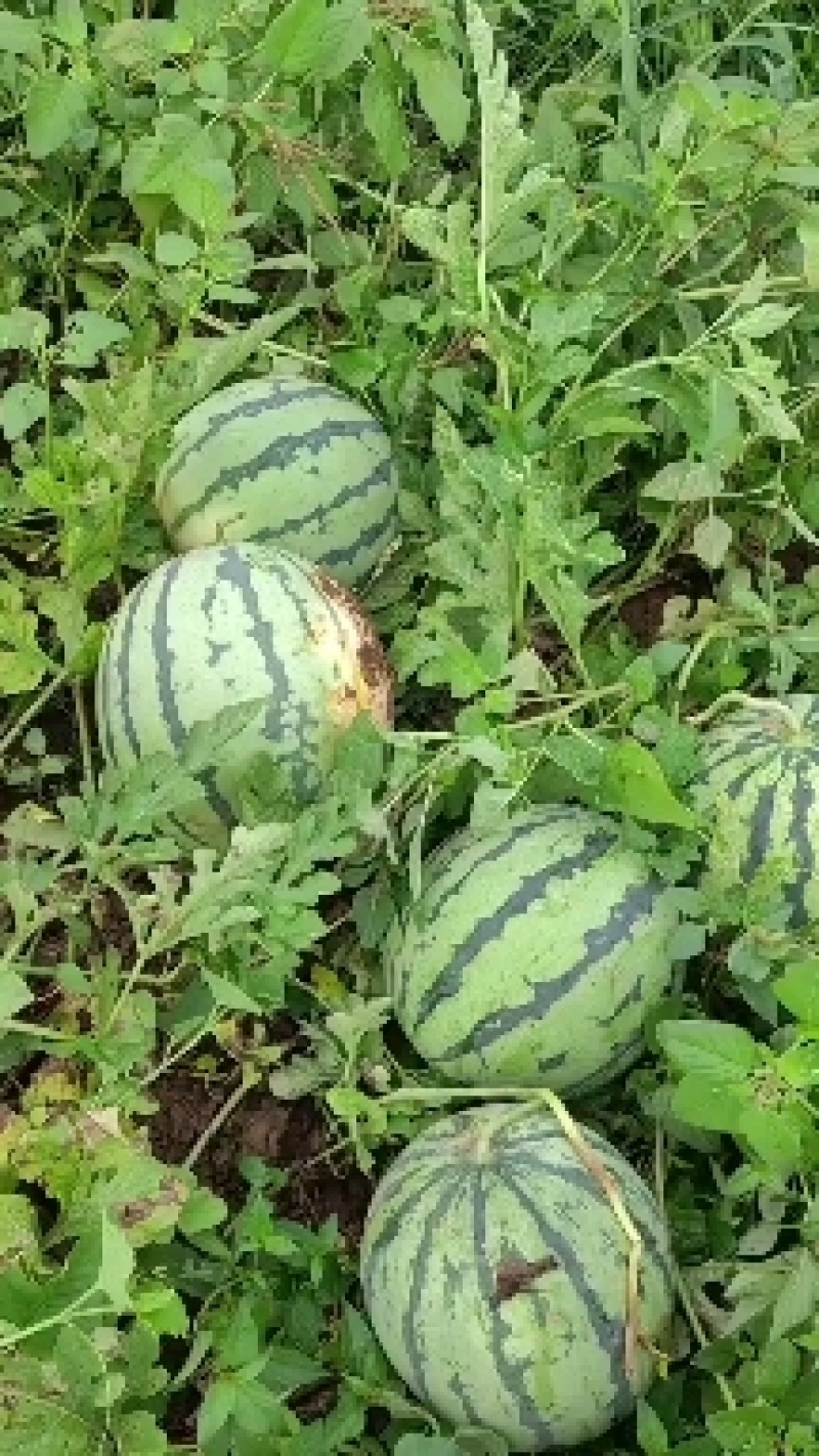 石头瓜，硒砂瓜，，产地看货论价保质保量欢迎订购