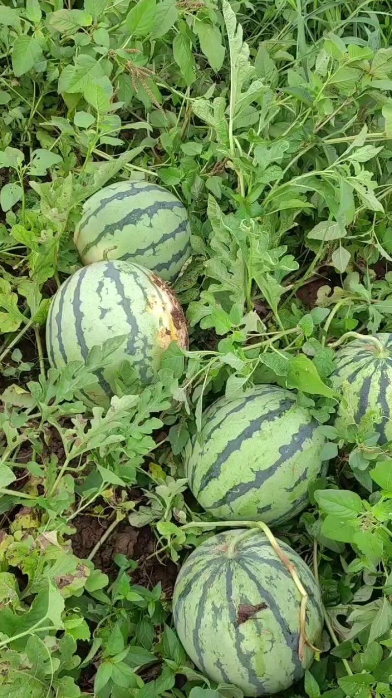 石头瓜，硒砂瓜，，产地看货论价保质保量欢迎订购