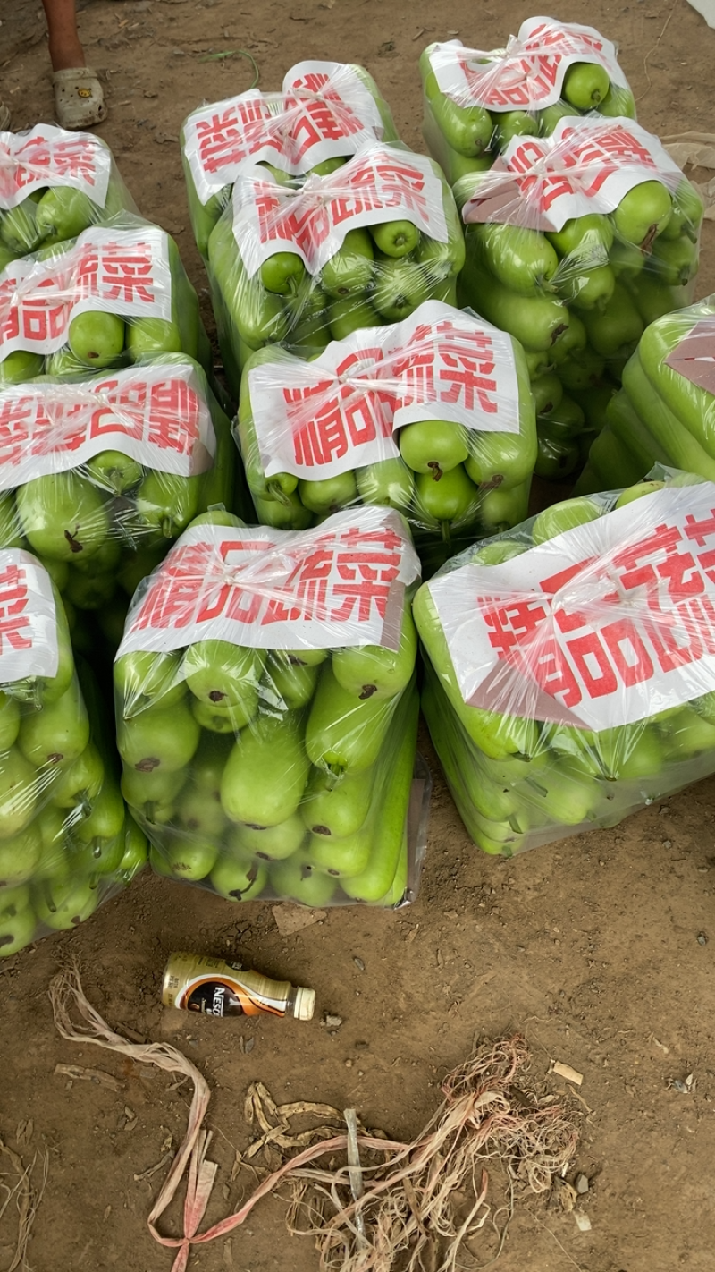 瓠瓜上市中产地一手货源质量无忧，欢迎进店采购