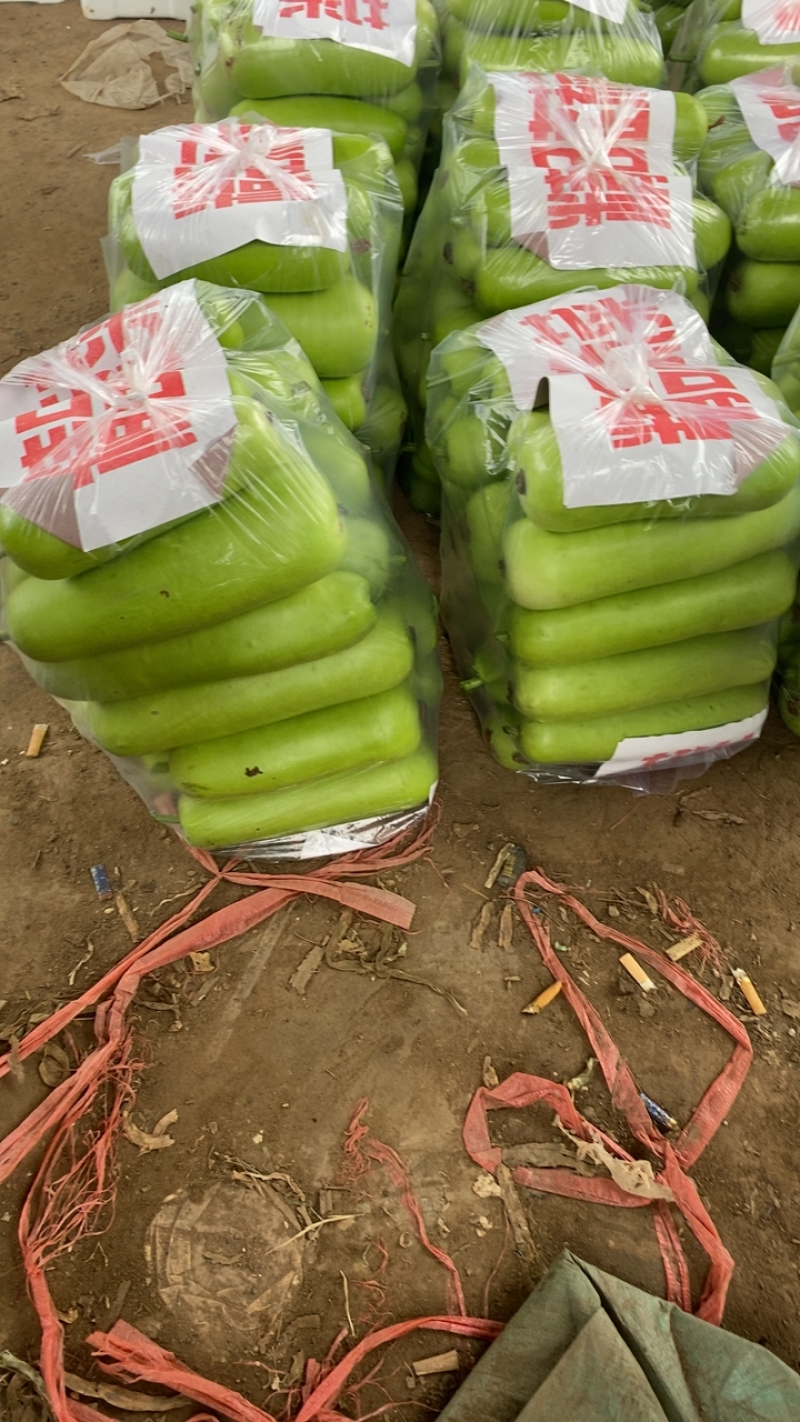 瓠瓜上市中产地一手货源质量无忧，欢迎进店采购