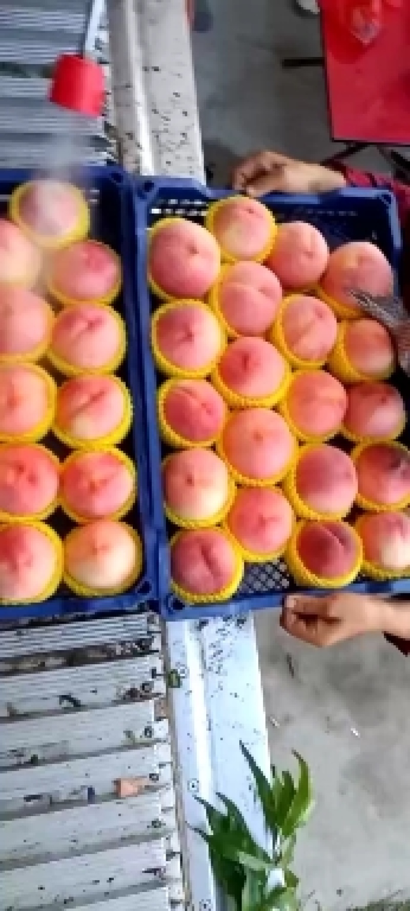 精品绿化九