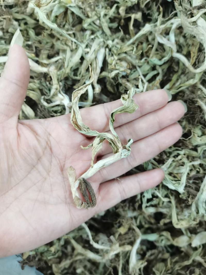 双肾草