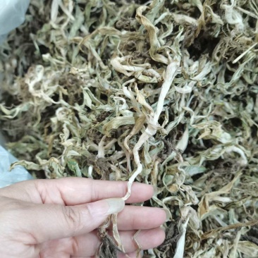 双肾草