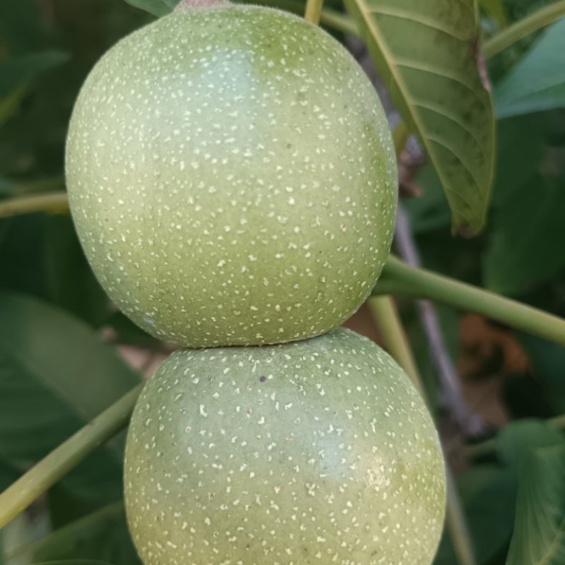 青皮核桃